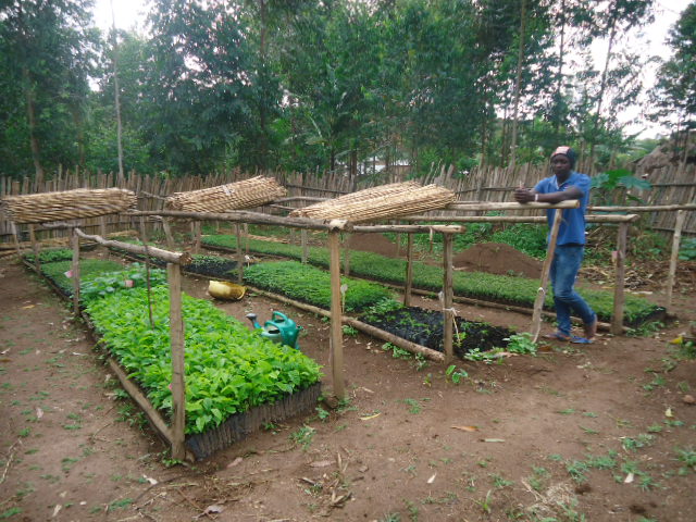 Rapport sur les activités de l'Agroforesterie 2025