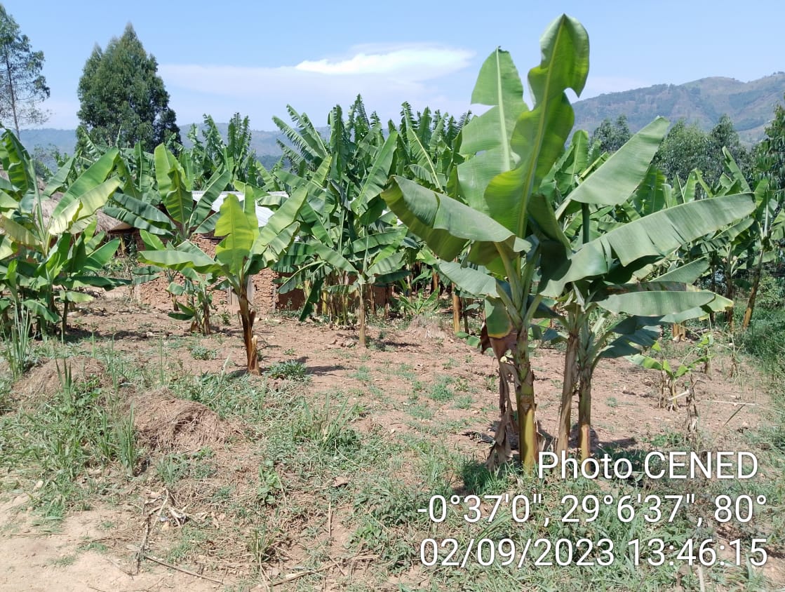 L'agroforesterie pour une sécurité alimentaire durable dans des familles